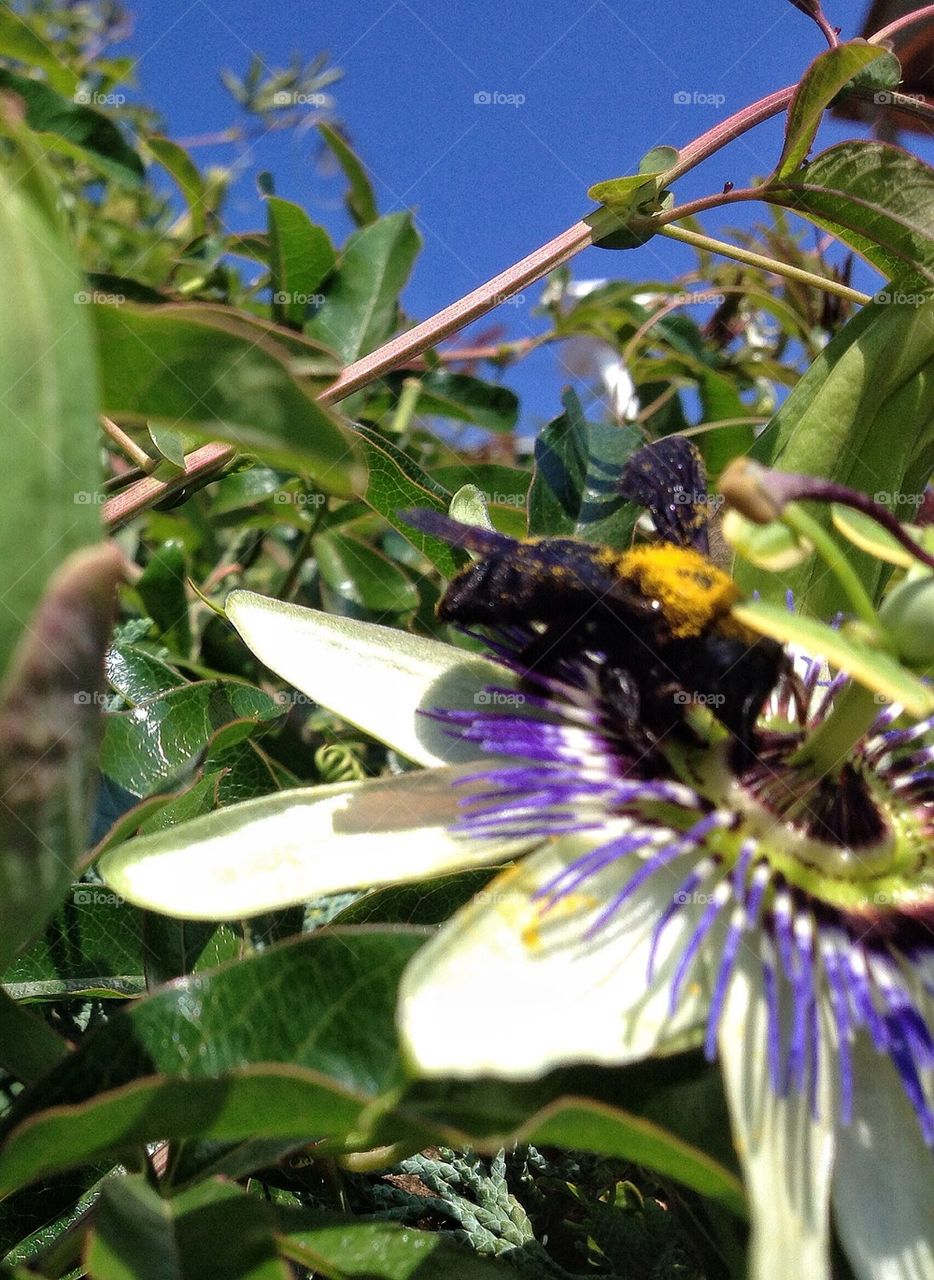 Close-up of bumblebee on flower