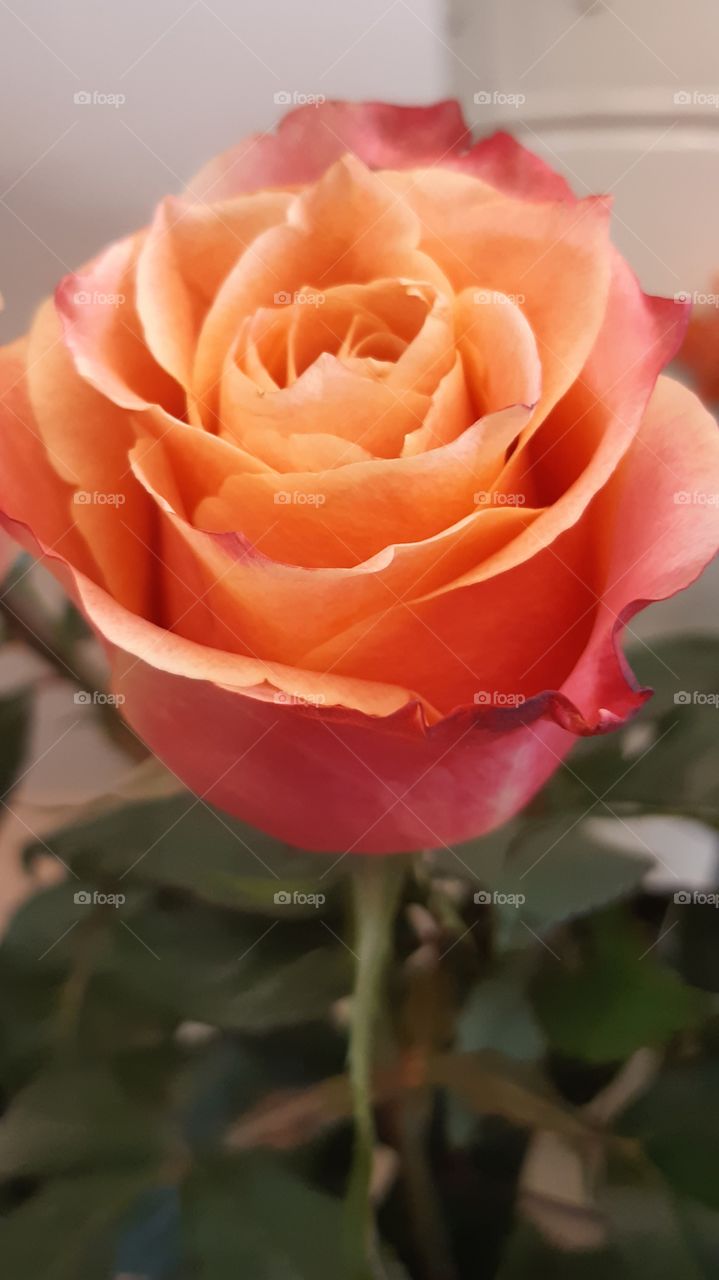 Peach rose