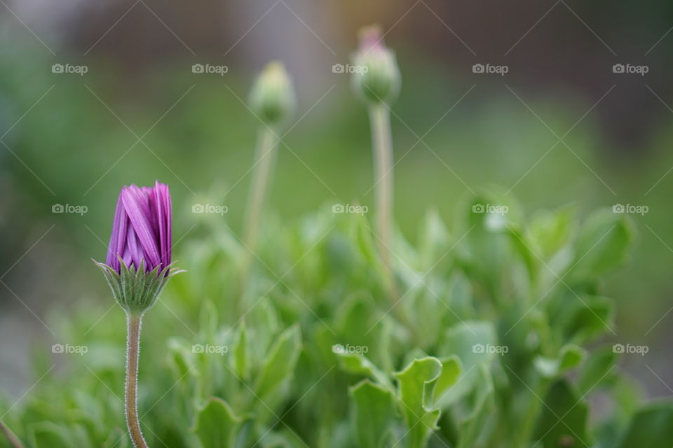 Close up of purple flower bud