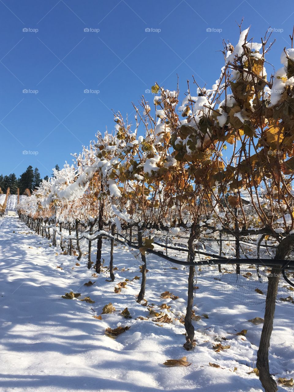 Frosty vines