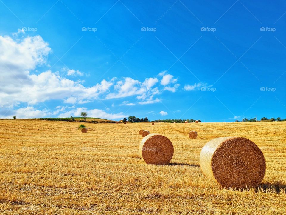 Circular hay bales on harvested wheat field