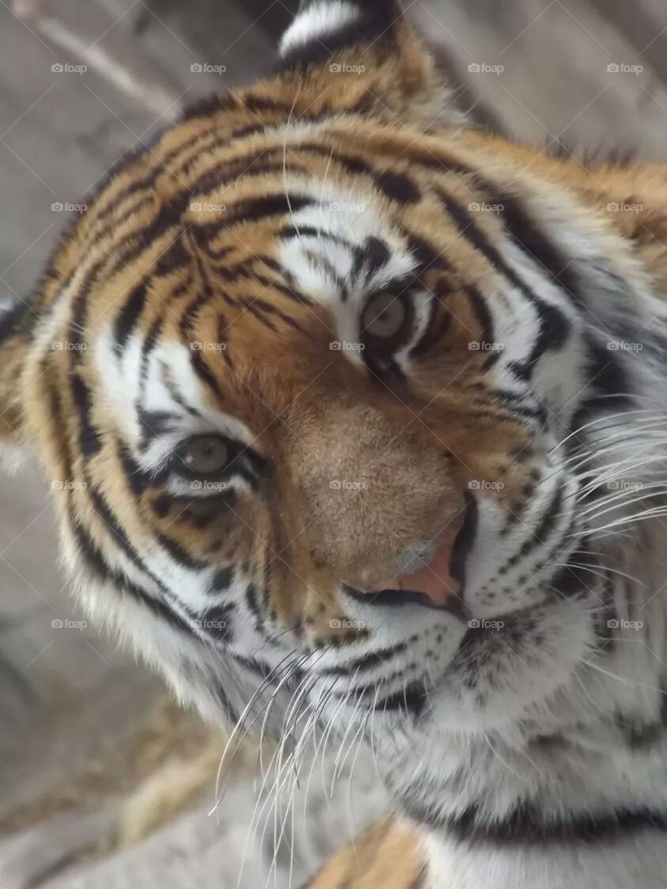 tiger stare