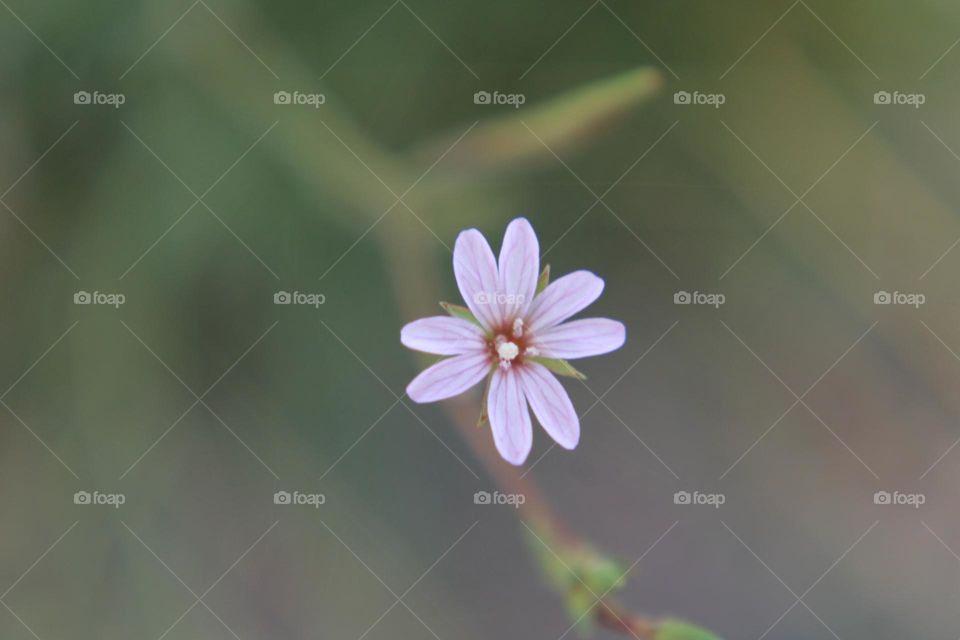 Macro shot of a small purple flower with a green grassy background 