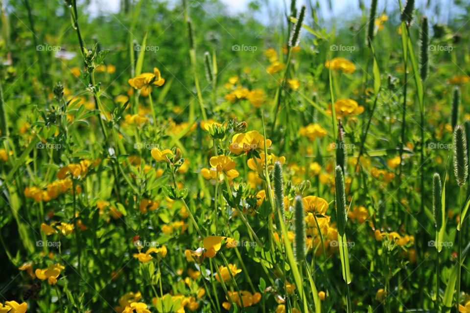 Flowers