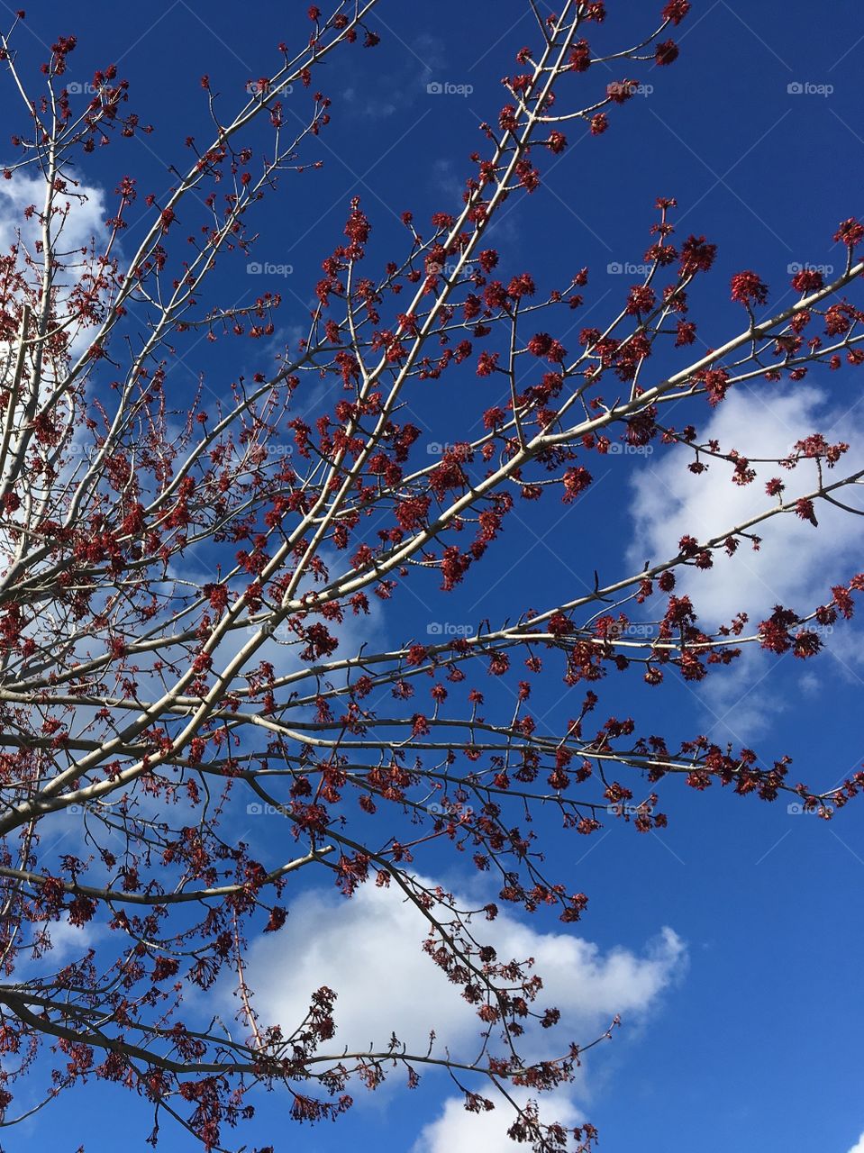 Blooming red flowers 