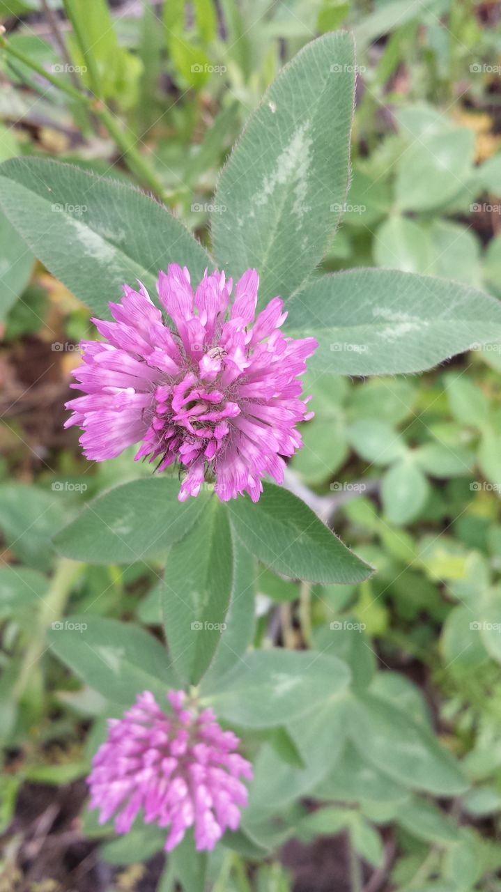 Red Clover. Clover
