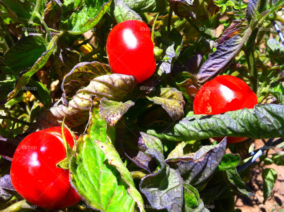 green nature outdoors food by blackpearl079