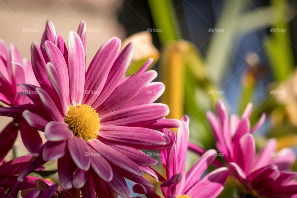 flor rosada de centro amarillo