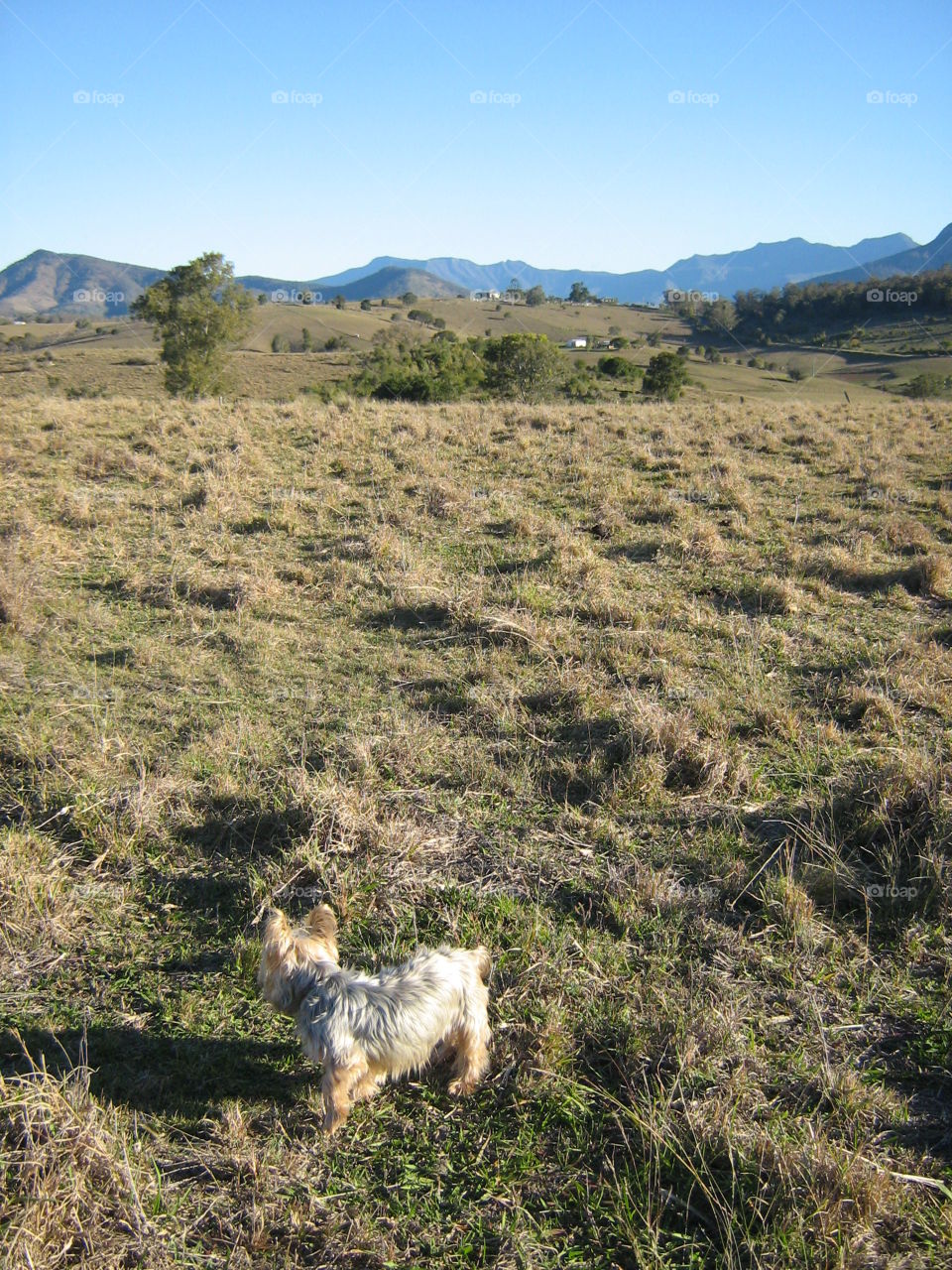 A dog looks back on mountain views in country Queensland, Australia