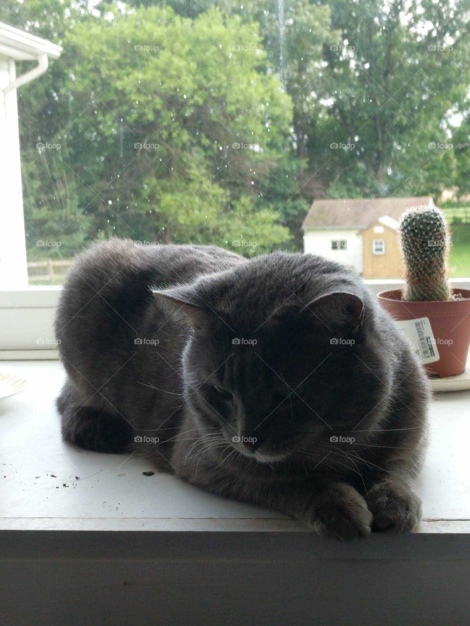 Cat In Windowsill