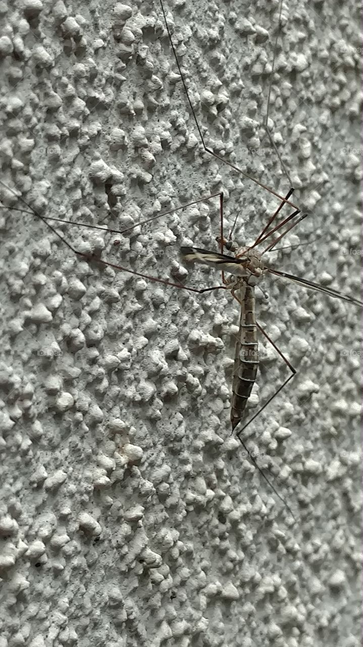 Mosquito