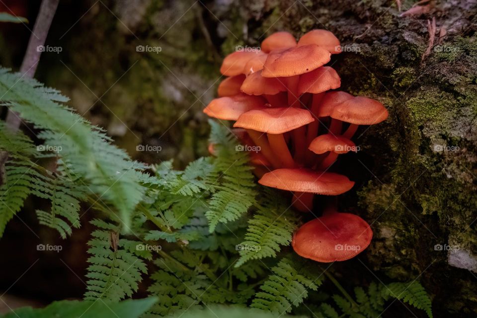 A vivid pop of orange among the greenery in the forest. Vermont, USA. 