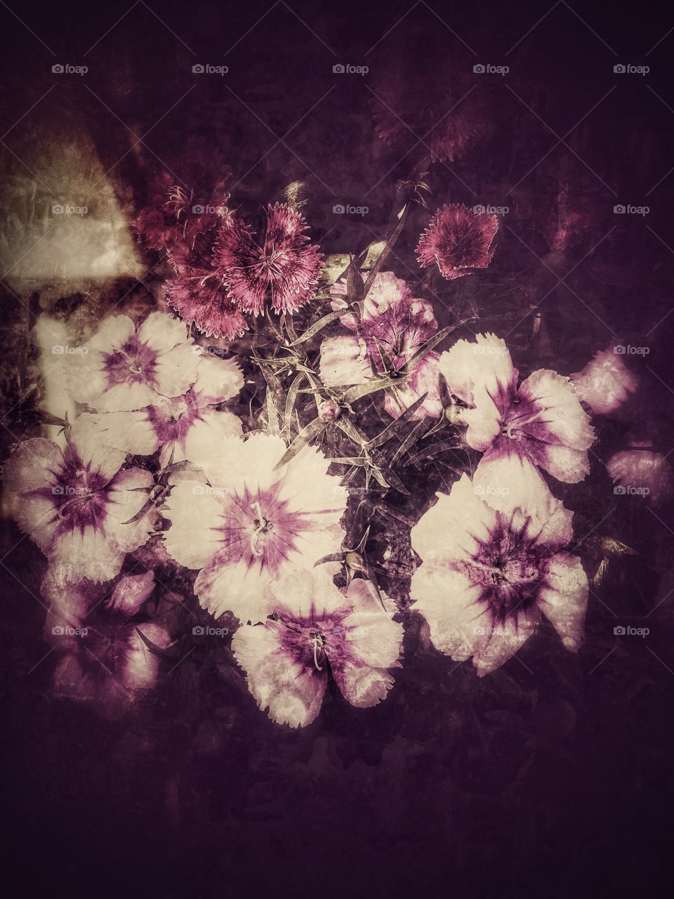 Flower, No Person, Art, Abstract, Retro