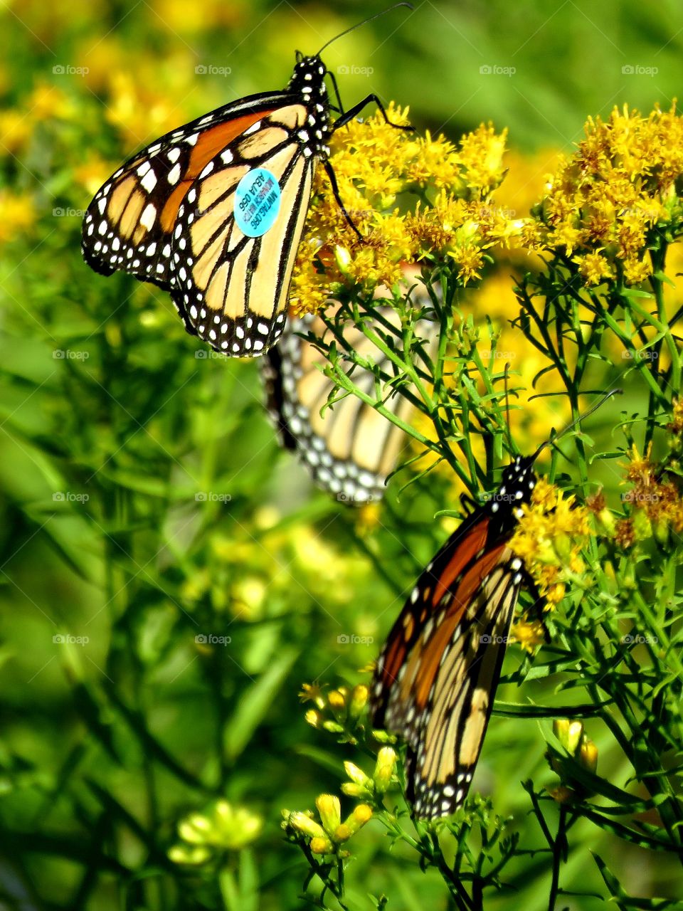 Monarchs migrating