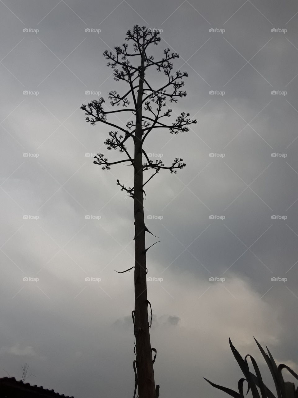 An aloe Vera plant in the sky.