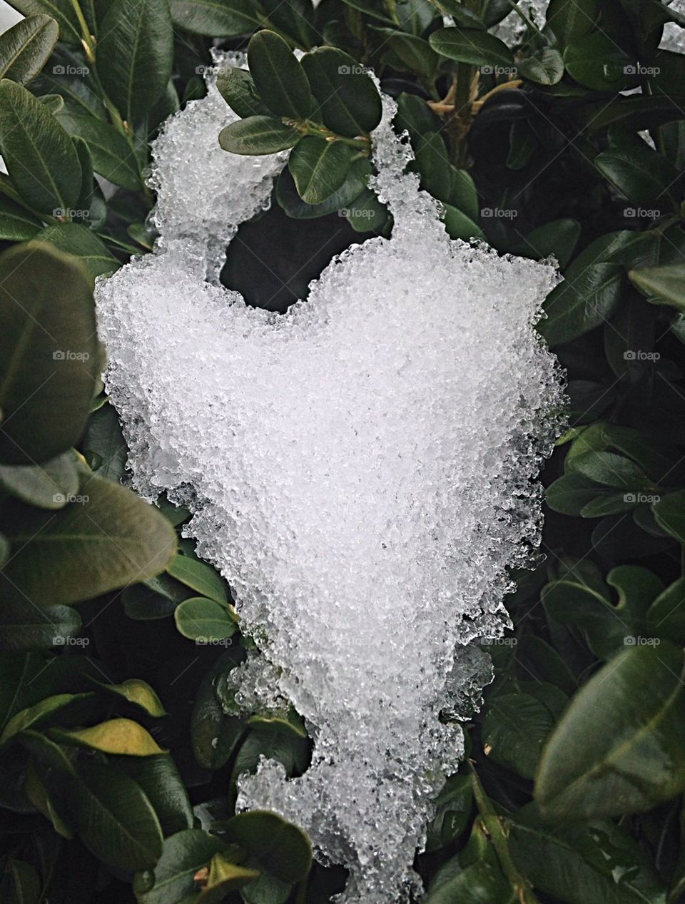 Heart of Ice