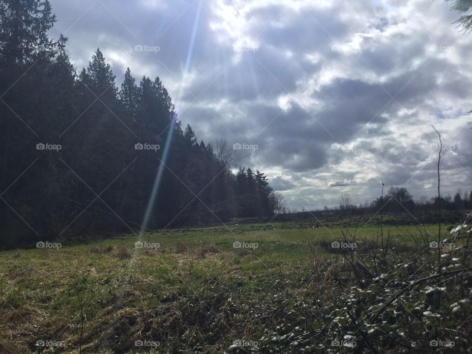 Sun Shining Through the Trees 