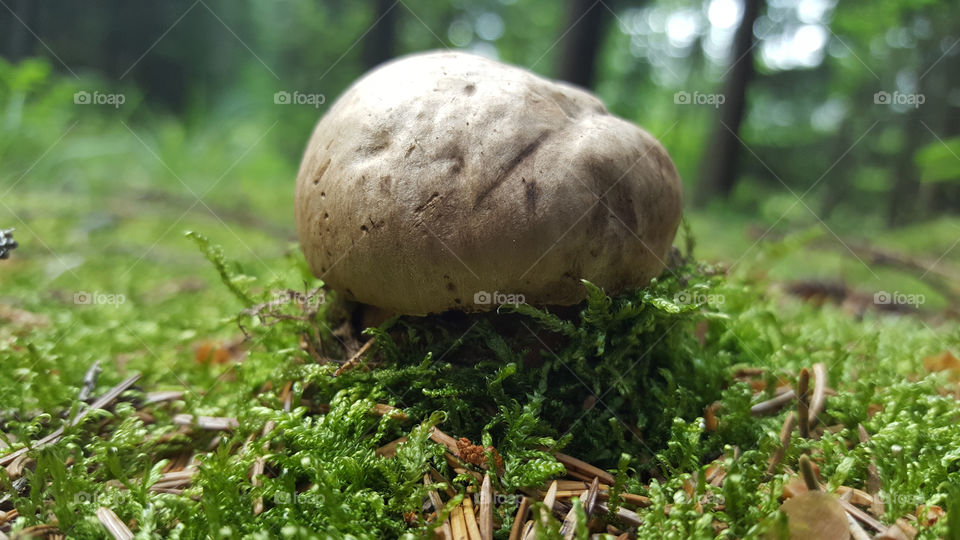 Mushroom in mossy forest  . 
Svamp i mossig skog 