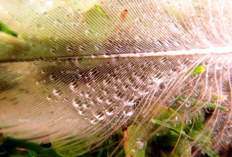 feather in the rain