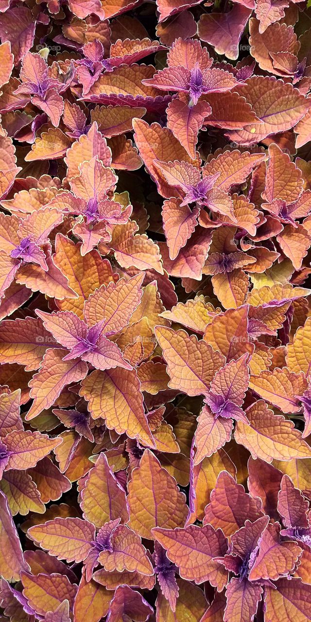 a bed of brown-leaved plants with purple centers
