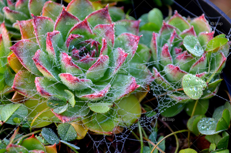 hens and chicks