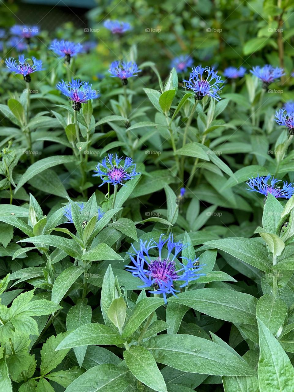 Wonderful summer cornflowers