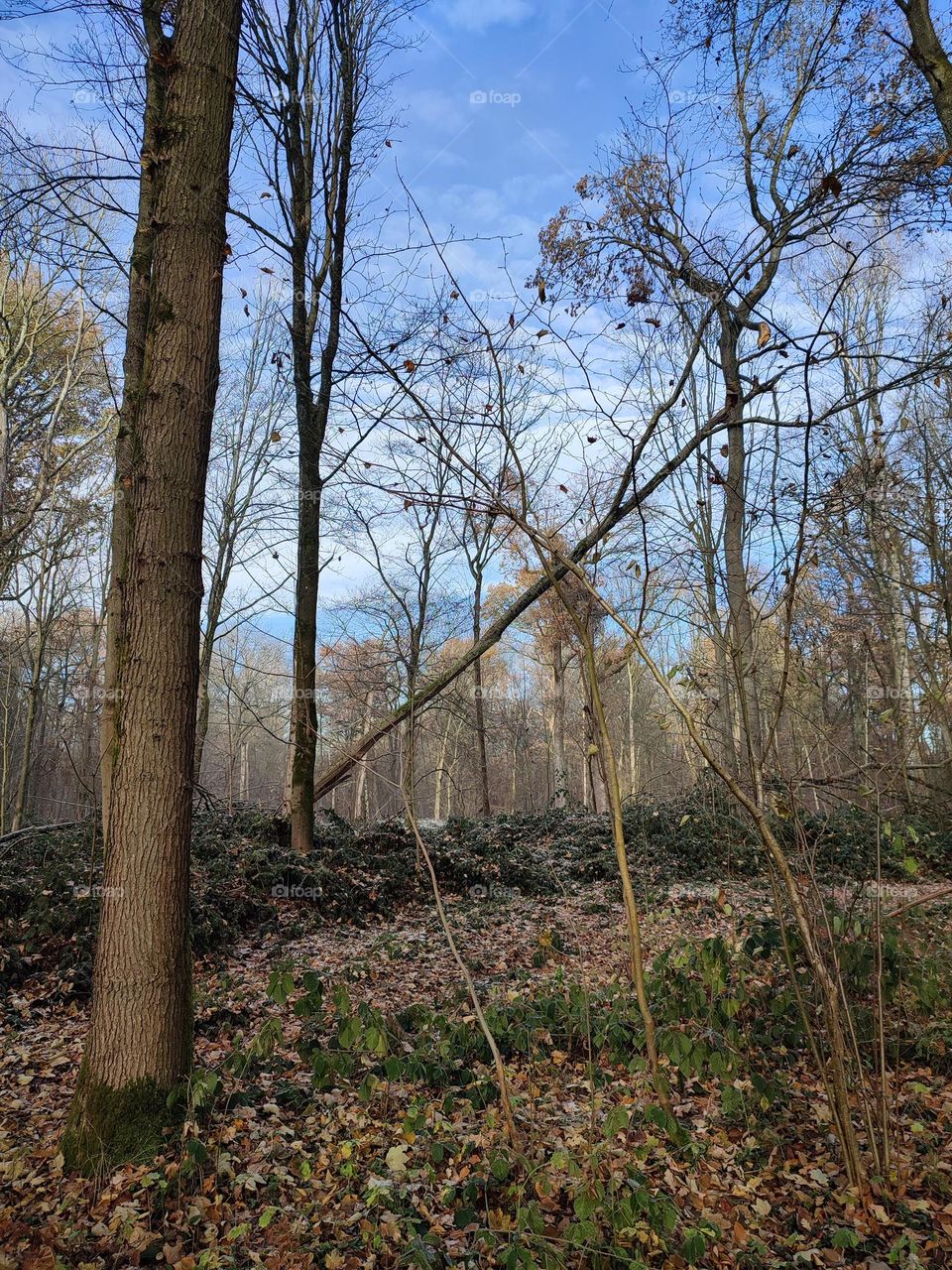 Wood, forest, nature