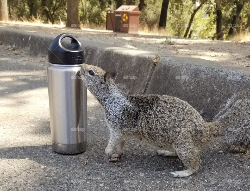 A squirrel searches for food and sniffs a water bottle in a parking lot. 