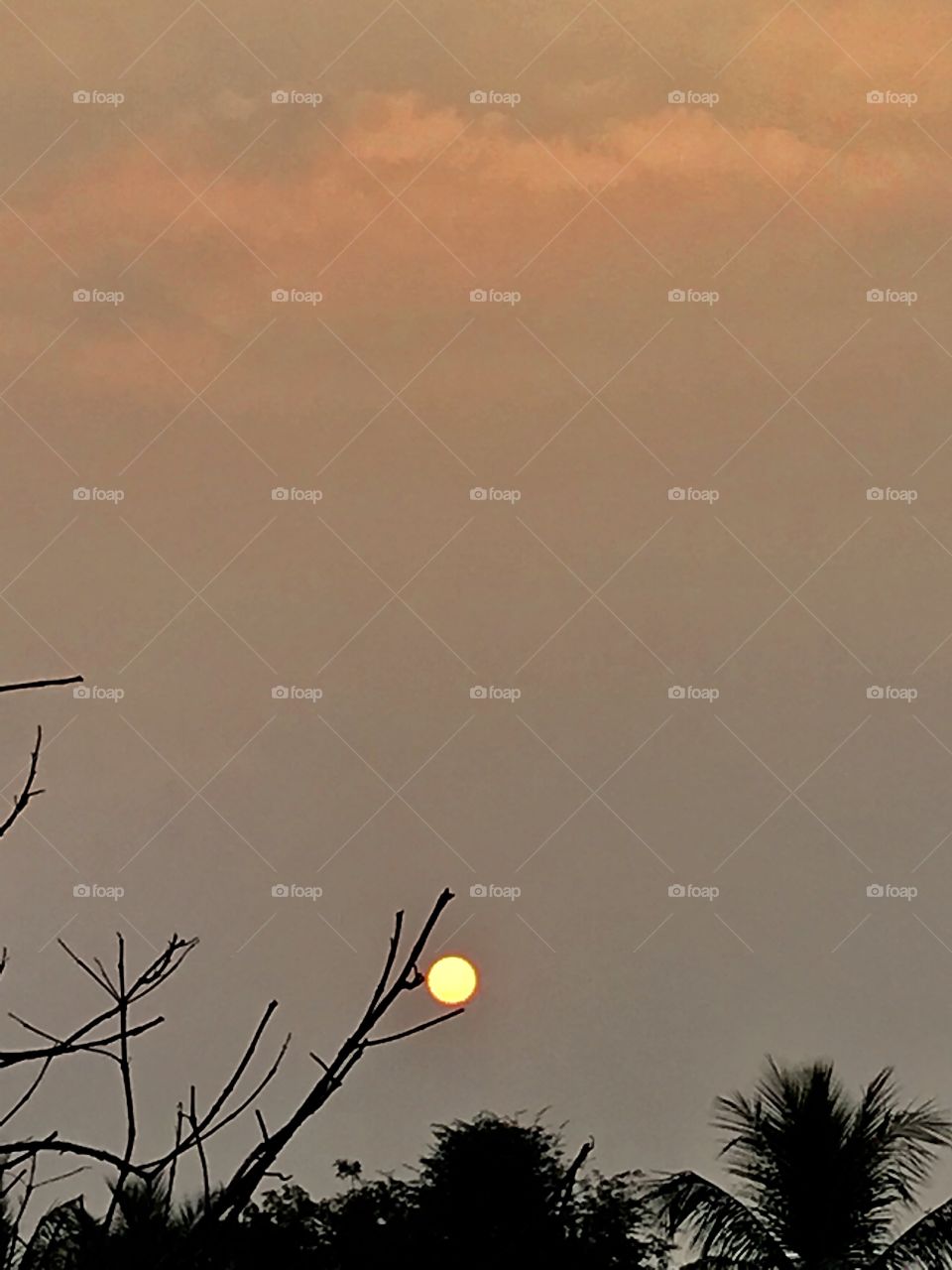 Sunset with tree branches