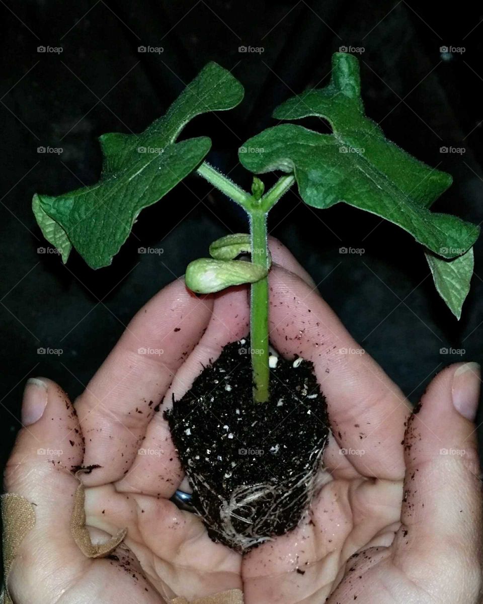 bean seedling ready to plant