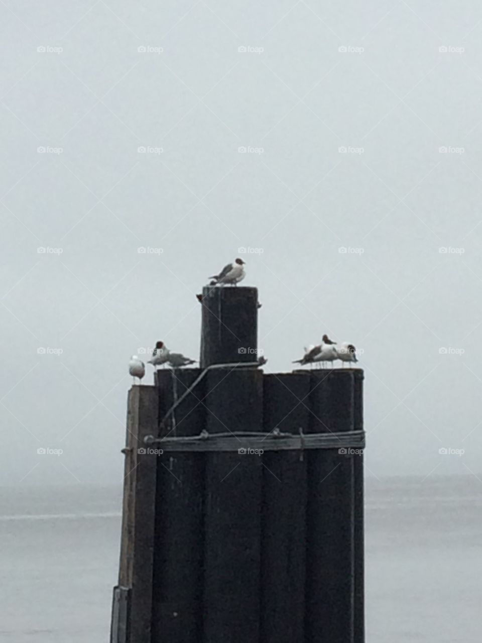 seagulls on a pylon