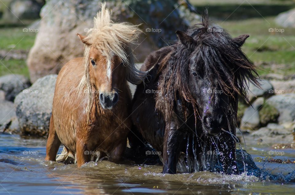 Shetland ponies playing together