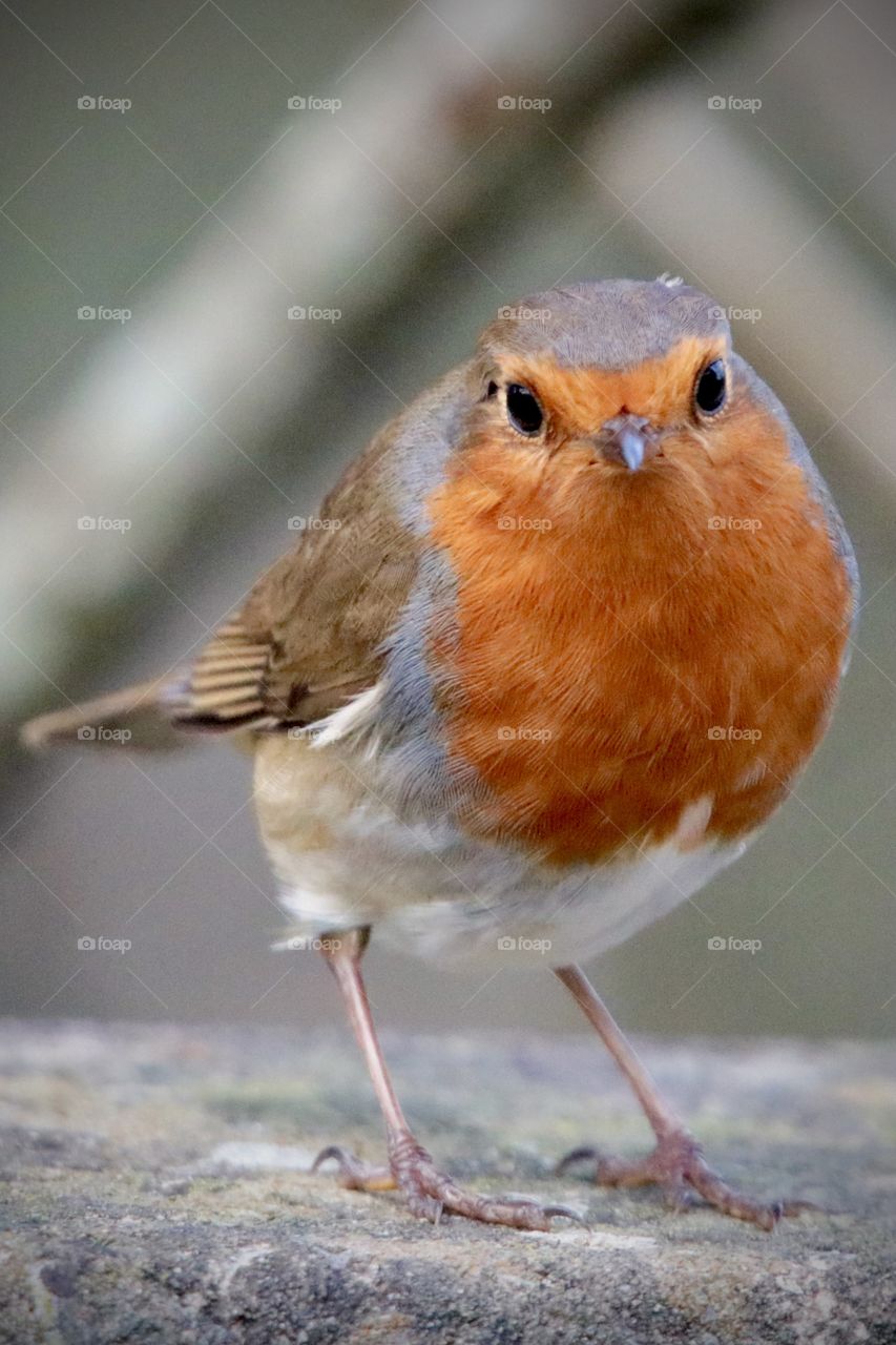 Robin 