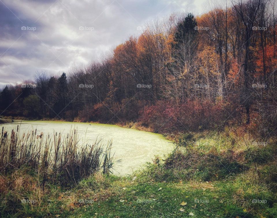 Trees with orange red green or no leaves surrounded an algae covered ponds in Michigan under a gray cloudy sky