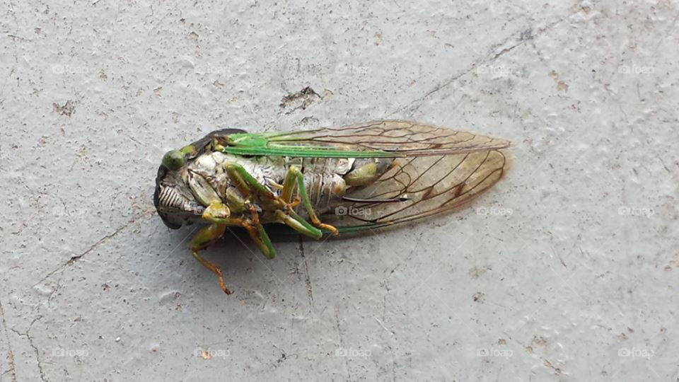 Bug. I'm not really sure what kind of bug this is. Maybe a cicada?   It's definitely dead!