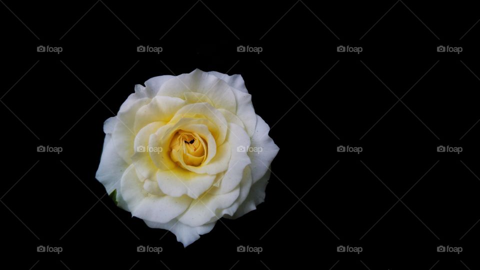 beautiful white flower with black background