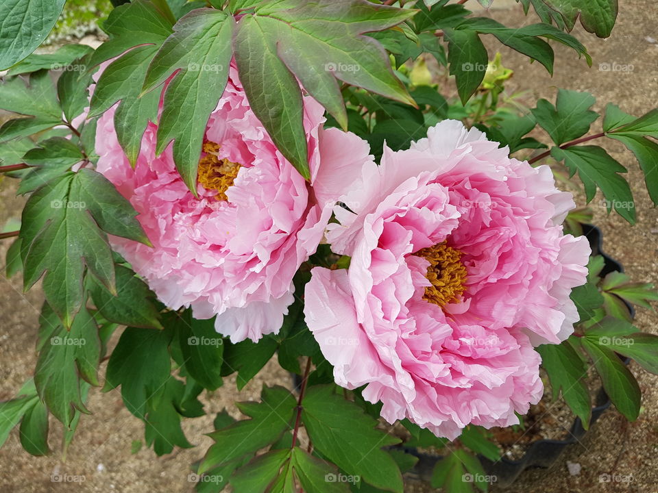 Paeonia at Hyogo JAPAN