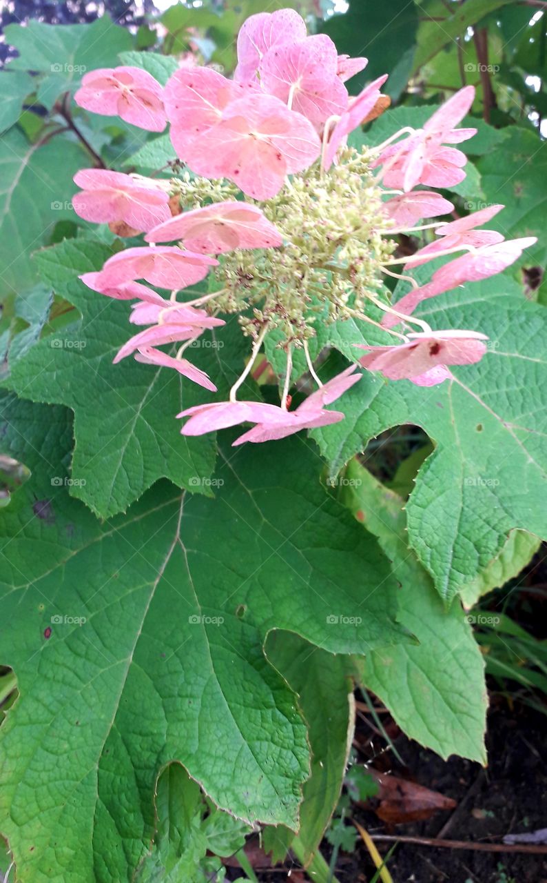 Pink flowers and green leaves  of hydrangea quercifolia