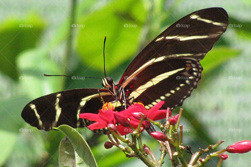 Butterfly on flower 