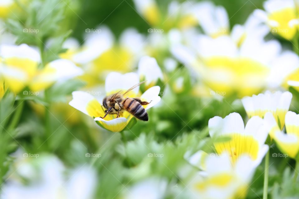 Bee pollinating a flower