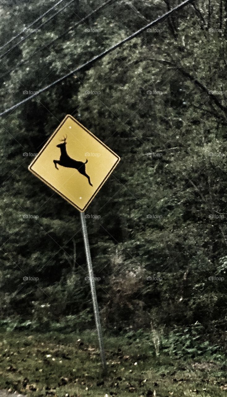 Deer sign