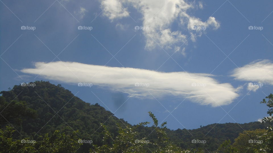 PLANT, GARDEN, LEAVES, FLOWERS, ENVIRONMENT.