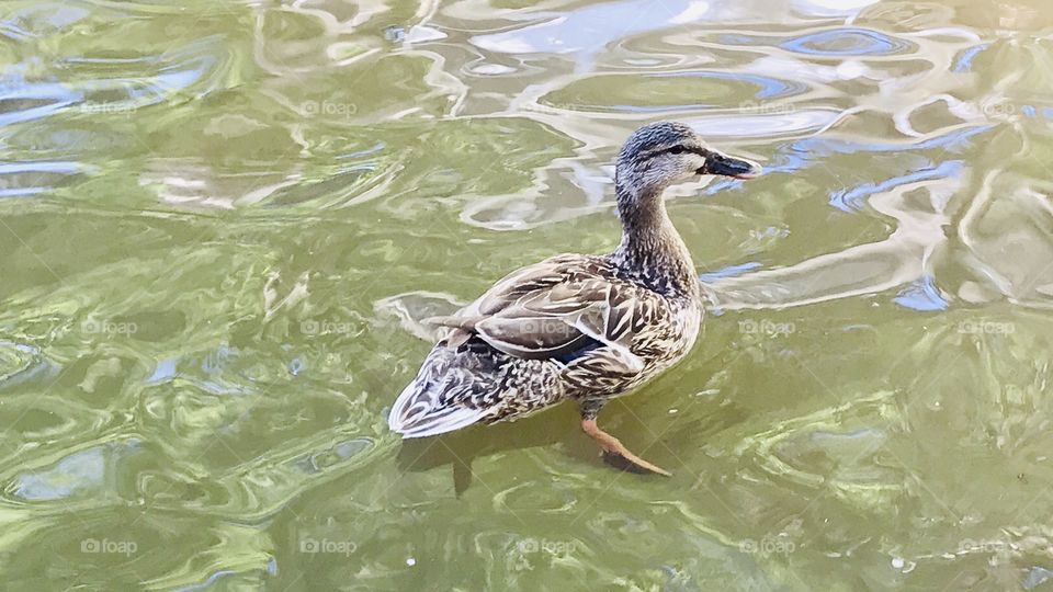 Gorgeous family of resident ducks out for a swim on the beautiful sunny day at the beach!