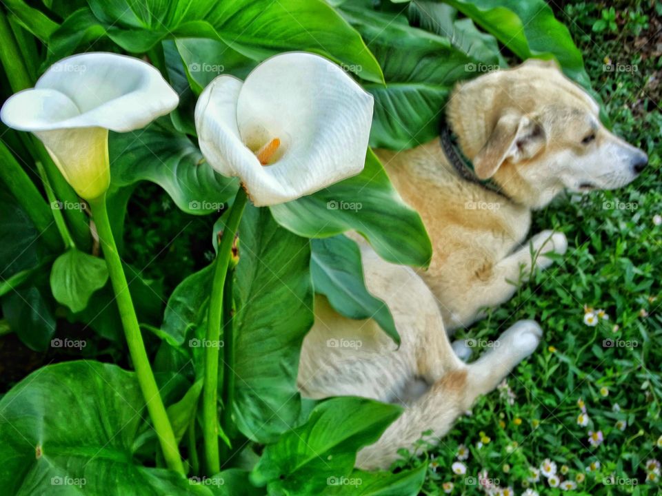Yellow Dog Resting In A Flower Bed
