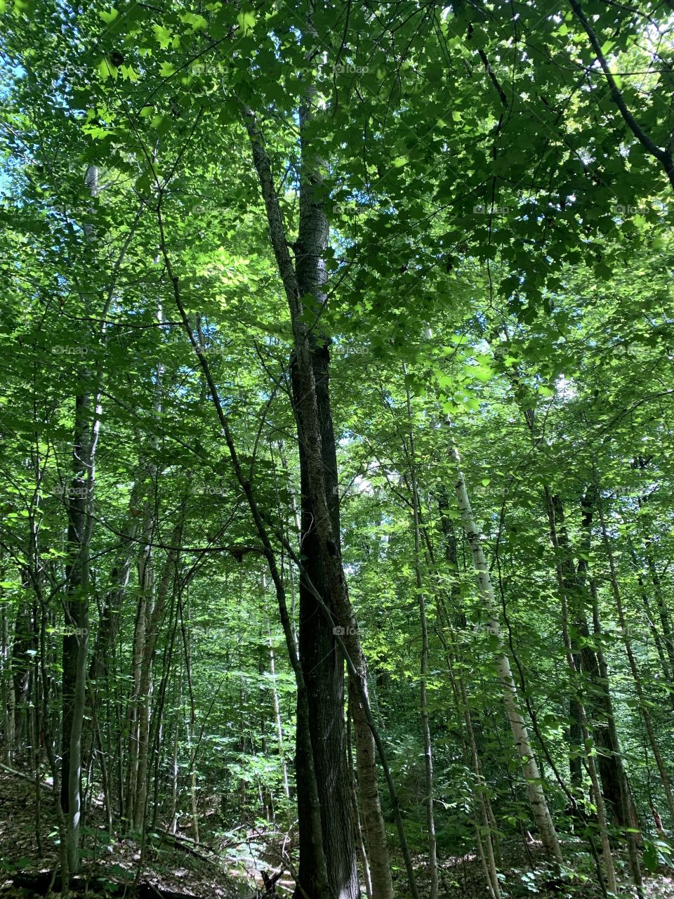 Beautiful nature in the Laurentians, Quebec, Canada 