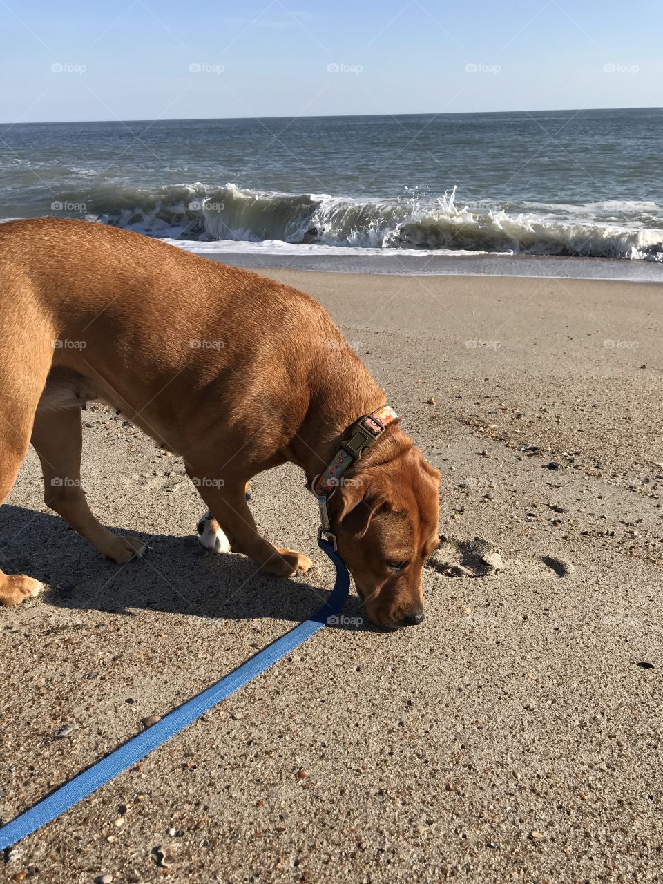 Beach, Sand, No Person, Seashore, Dog