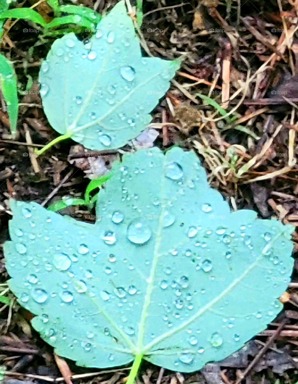 Raindrops on leaves