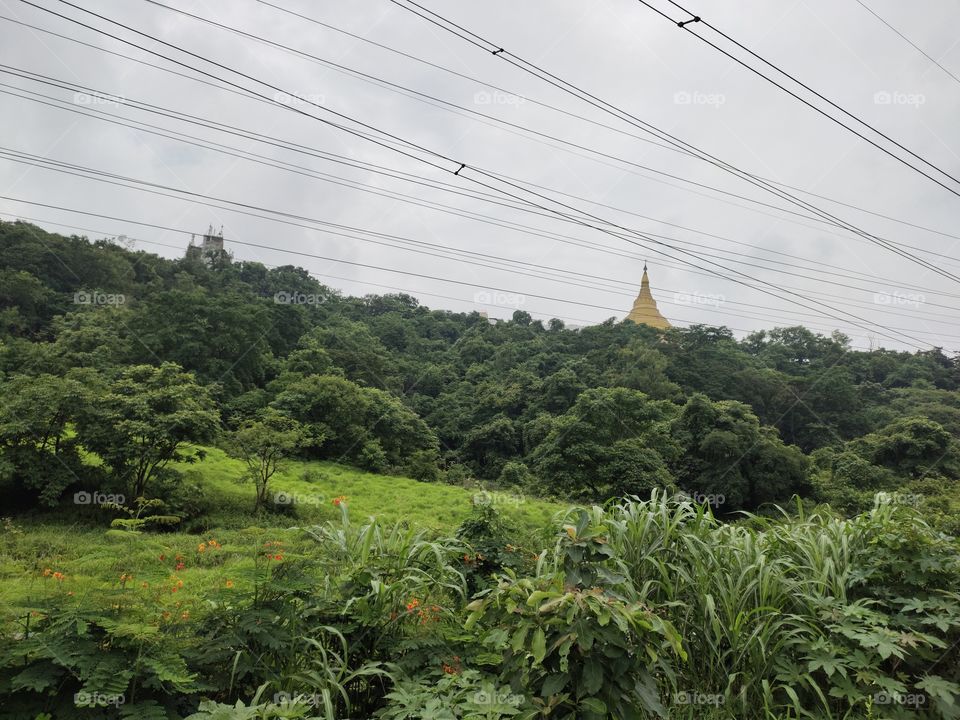 Zenith Of Temple🏰
Flora of the World
Blanket Of Grass
📷📷📷👁️