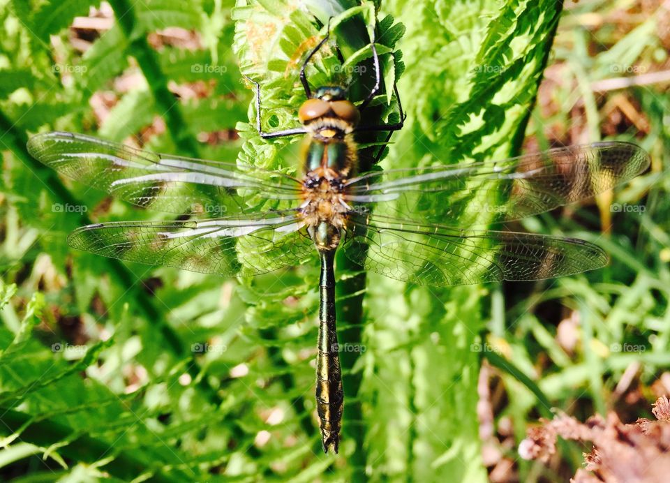 Dragonfly perching on plant