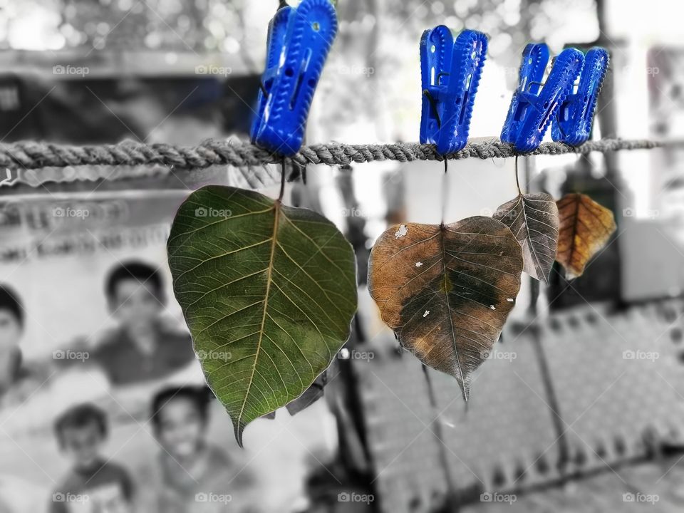 autumn clip this is awesome look to show